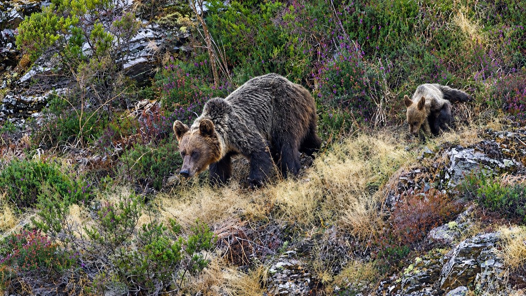 Mientras discutimos qué especie introducir, el oso pardo sigue expandiéndose por el noroeste de la península Ibérica 
