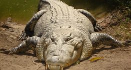 Australia quiere celebrar el remo olímpico en un río con 100 cocodrilos. El verdadero miedo está bajo del agua, pero no son ellos