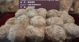 Han encontrado huevos de dinosaurio en un lugar demasiado frío para que existiesen. Estos científicos creen que el titanosaurio fabricaba sus propias incubadoras