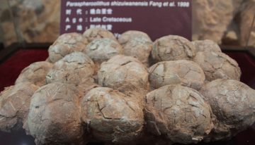 Han encontrado huevos de dinosaurio en un lugar demasiado frío para que existiesen. Estos científicos creen que el titanosaurio fabricaba sus propias incubadoras