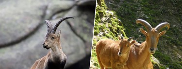 Hace más de medio siglo España introdujo el arruí africano en sus montañas. Ahora el CSIC dice que no es especie invasora