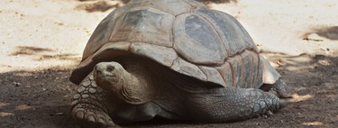 Jonathan es una tortuga, tiene 194 años y acabamos de descubrir por qué su ADN envejece tan lentamente 