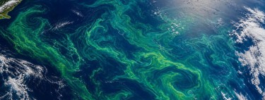 La NASA ha detectado una mancha verde gigante desde el espacio en Nueva Zelanda. Y no es contaminación ni un fallo de imagen