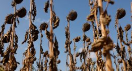 Autopsia del verano más mortífero en Europa: 50.000 fallecidos por calor