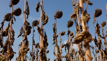 Autopsia del verano más mortífero en Europa: 50.000 fallecidos por calor
