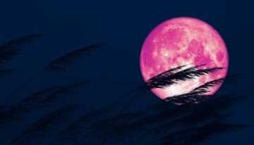 ¿Cuándo es luna llena en abril 2024? Cómo y dónde ver la luna rosa