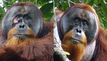 Descubrimiento inédito: los orangutanes también utilizan plantas medicinales para curar sus heridas