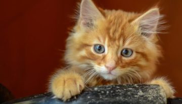 Por qué los gatos naranjas son (aún más) especiales: descubierta la enigmática mutación genética que explica por qué hay felinos dorados
