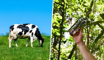 Durante décadas fue pasto para hamburguesas. Apple ha encontrado la forma de hacer que vuelvan los bosques y que sea buen negocio