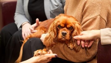 Terapia asistida con perros en un tanatorio de Barcelona: así ayudan los canes durante la pérdida de un ser querido