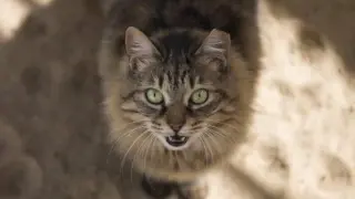 Imagen de archivo de un gato maullando.