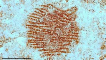 La policía científica, clave para desvelar la huella dactilar de un neandertal en la representación de un rostro humano