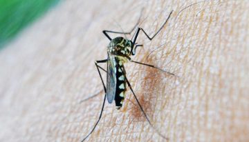 El motivo por el que los mosquitos pican a unas personas y a otras no