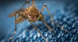 ¿Por qué los mosquitos pican a unas personas y a otras no?
