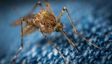 ¿Por qué los mosquitos pican a unas personas y a otras no?