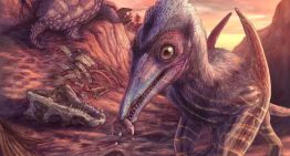 Hallado un pterosaurio en Arizona, el reptil alado más antiguo conocido en Norteamérica