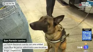 El perro policía que encontró hachís durante 'Mañaneros 360'.
