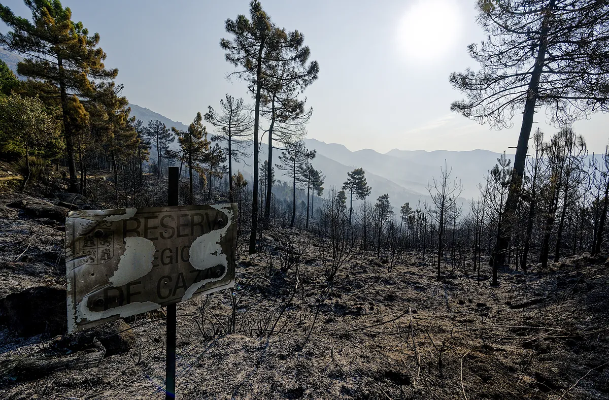 Evolución favorable de los incendios: controlado el de Ávila y estabilizado el de Cáceres