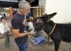 'Risto', el burro que avisó de que el fuego llegaba a Molinaseca: «Vimos las llamas después, justo donde él miraba»