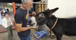 'Risto', el burro que avisó de que el fuego llegaba a Molinaseca: «Vimos las llamas después, justo donde él miraba»