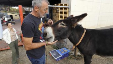 'Risto', el burro que avisó de que el fuego llegaba a Molinaseca: «Vimos las llamas después, justo donde él miraba»