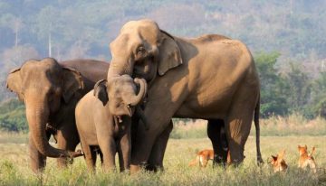 ¿Por qué entre los mamíferos las hembras viven más y entre las aves los más longevos son los machos?