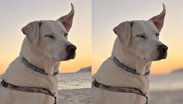 Acabo de descubrir que el iPhone puede convertir en retratos fotos que no lo son. Así se hace