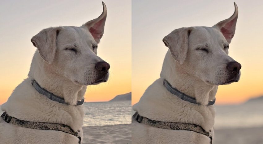 Acabo de descubrir que el iPhone puede convertir en retratos fotos que no lo son. Así se hace
