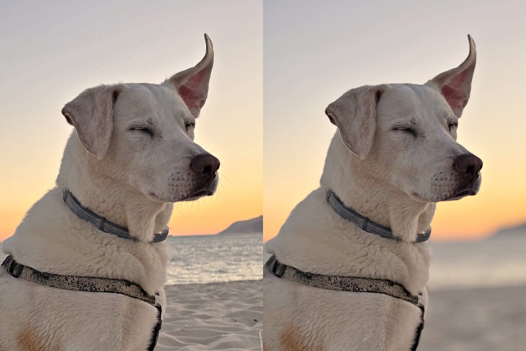 Acabo de descubrir que el iPhone puede convertir en retratos fotos que no lo son. Así se hace 