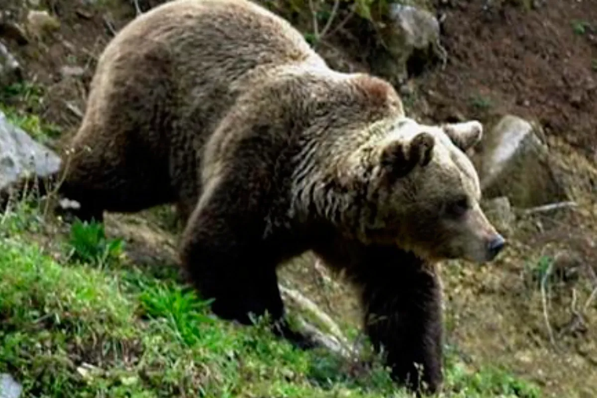 Herido un turista español por un zarpazo de un oso en el sur de Japón