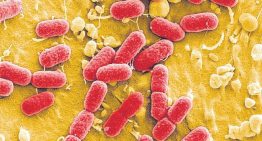 Un grupo de científicos logra crear los primeros virus diseñados por IA del mundo y son capaces de matar bacterias