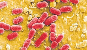 Un grupo de científicos logra crear los primeros virus diseñados por IA del mundo y son capaces de matar bacterias
