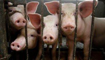 China logra el primer trasplante de hígado de cerdo genéticamente modificado a un ser humano vivo