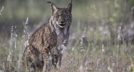 Un fotógrafo aficionado capta por primera vez un lince ibérico blanco Un fotógrafo aficionado capta por primera vez un lince ibérico blanco