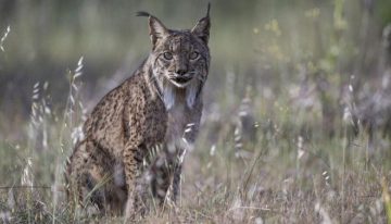 Un fotógrafo aficionado capta por primera vez un lince ibérico blanco