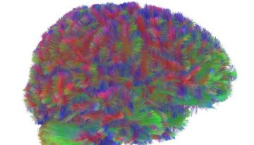 El cerebro pasa por cinco fases en la vida, que cambian a los 9, 32, 66 y 83 años