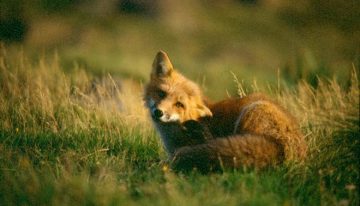 La muerte de un zorro por gripe aviar en Zaragoza acerca el virus a los humanos en España