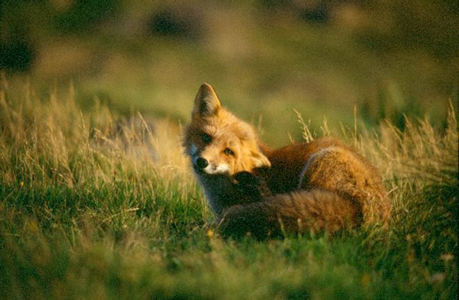 La muerte de un zorro por gripe aviar en Zaragoza acerca el virus a los humanos en España