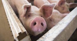 Granjas de cerdos confinadas y exportaciones bloqueadas, estas son las consecuencias de la peste porcina