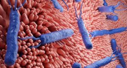 Un método predice la resistencia a antibióticos de 'Helicobacter pylori', la bacteria del estómago que afecta a la mitad de la población mundial