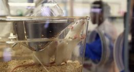 La combinación de tres suplementos alimenticios logra mejorar y revertir conductas relacionadas con el autismo en ratones