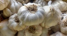 Compuestos presentes en el ajo aumentan la esperanza y calidad de vida: «Los resultados son prometedores»