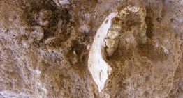 Descubierto en Marruecos un fósil que arroja luz sobre el último ancestro común de sapiens, neandertales y denisovanos