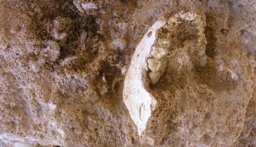Descubierto en Marruecos un fósil que arroja luz sobre el último ancestro común de sapiens, neandertales y denisovanos