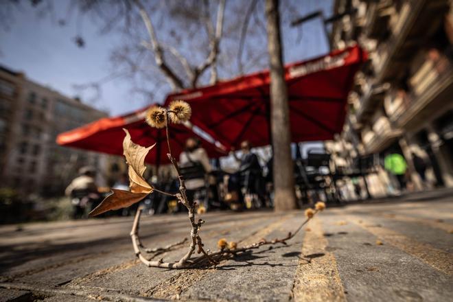 Barcelona se llena de polen: estas son las plantas que más alergia provocan esta primavera