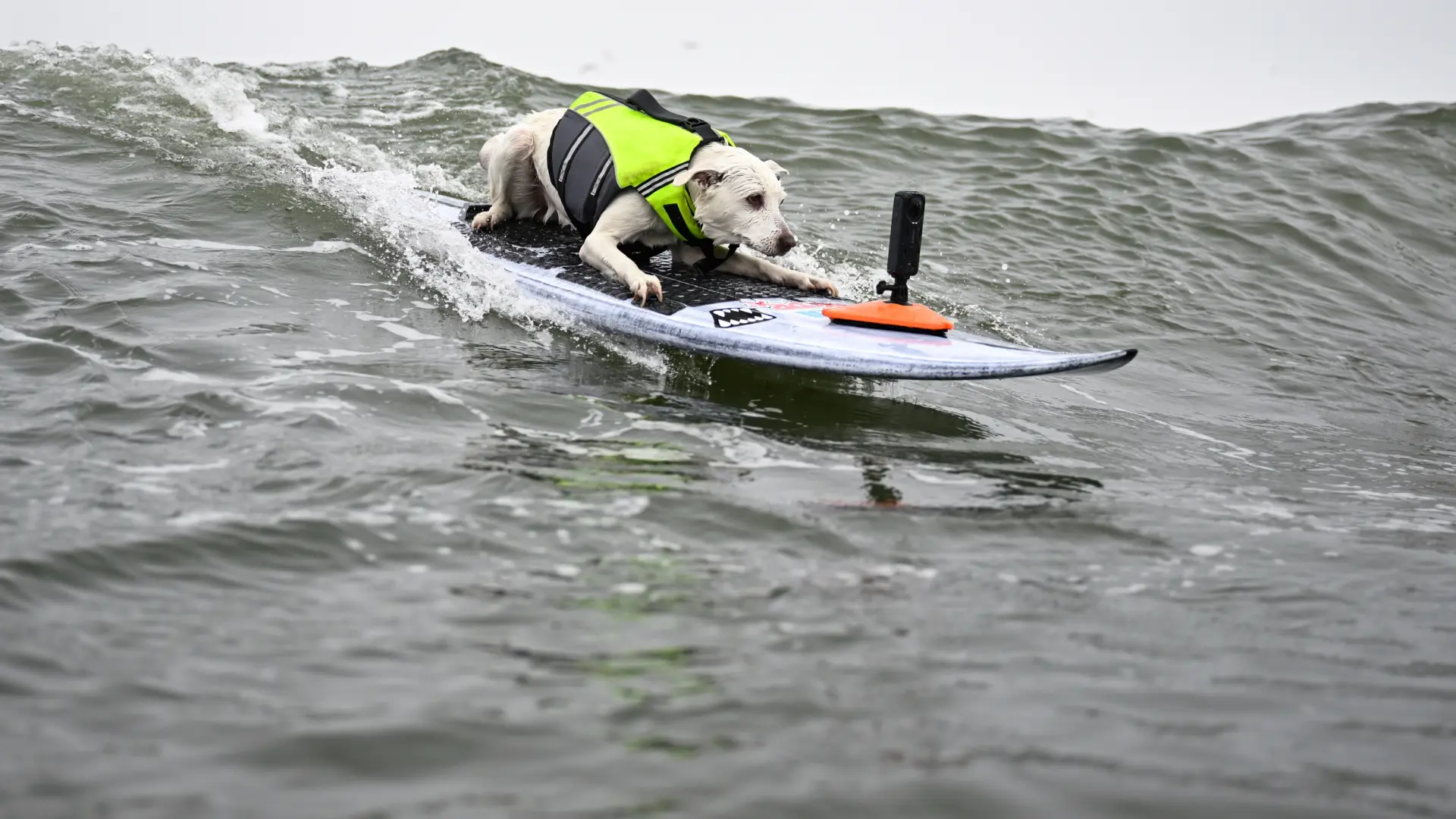 Muere Sugar, la perrita que ganó cinco veces el mundial de surf canino, tras una dura batalla contra el cáncer