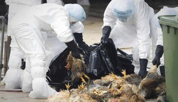 Europa registra el primer caso humano importado de infección por gripe aviar A (H9N2) en la UE