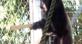 Un chimpancé que toca y vocaliza abre nuevas pistas sobre el origen de la música