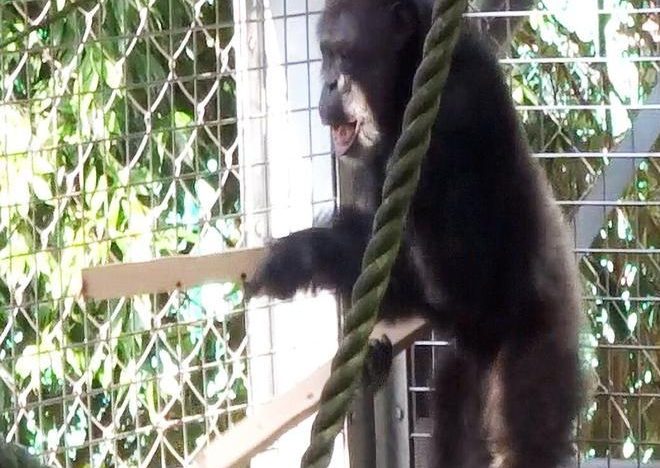 Un chimpancé que toca y vocaliza abre nuevas pistas sobre el origen de la música