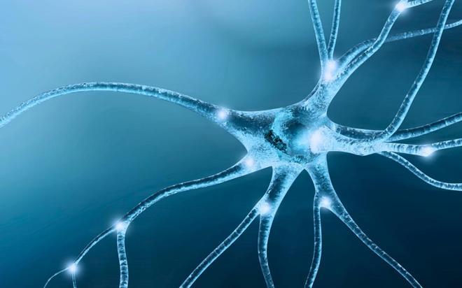 Una técnica española permite estudiar las neuronas implicadas en trastornos como el autismo